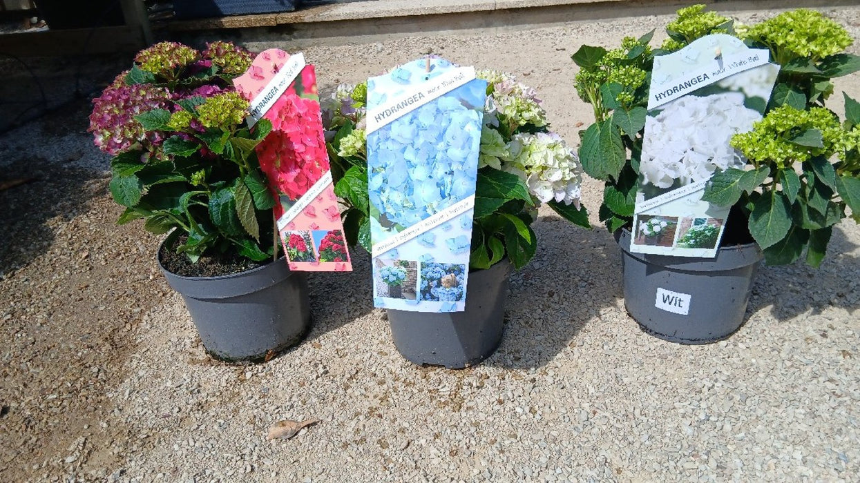 Hydrangea macrophylla Mix