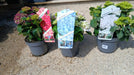 Hydrangea macrophylla Mix