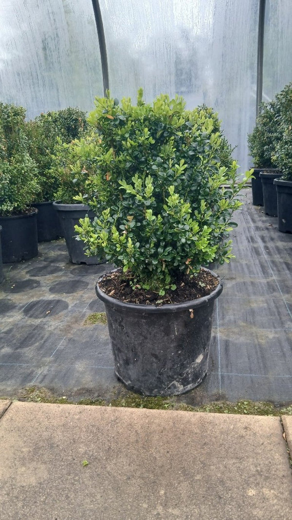 Buxus sempervirens