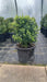 Buxus sempervirens (Box)
