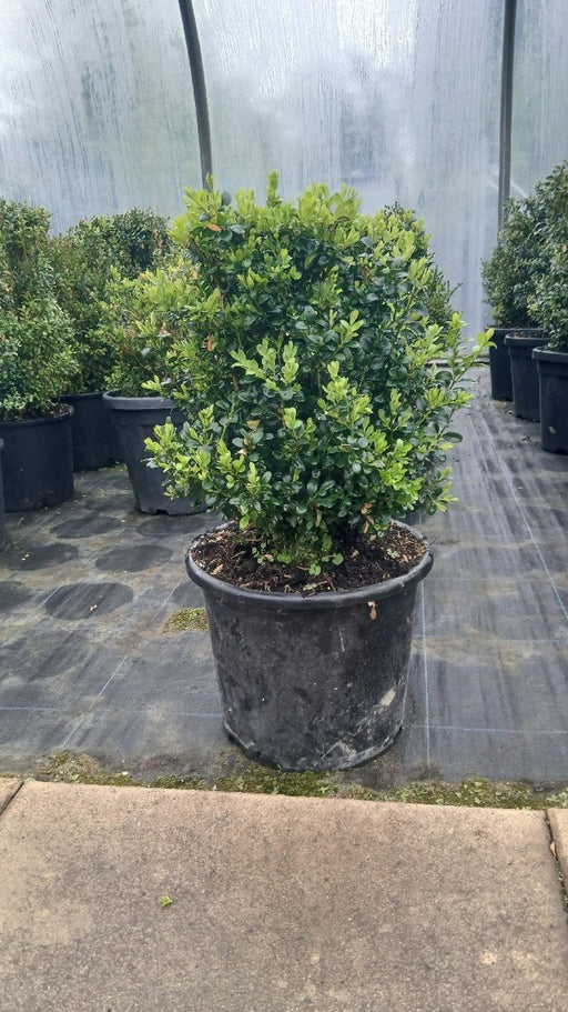 Buxus sempervirens (Box)