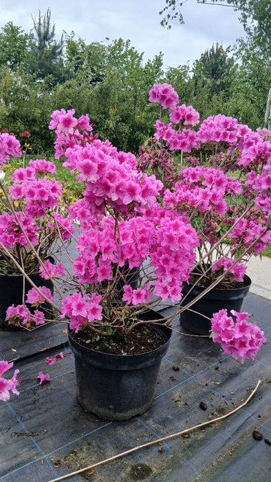 Rhododendron 'Blaue Donau'
