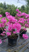 Rhododendron 'Blaue Donau'