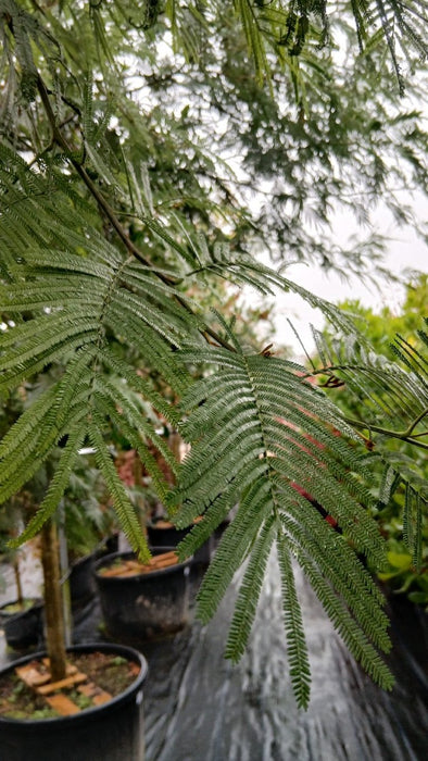 Acacia dealbata (Mimosa)
