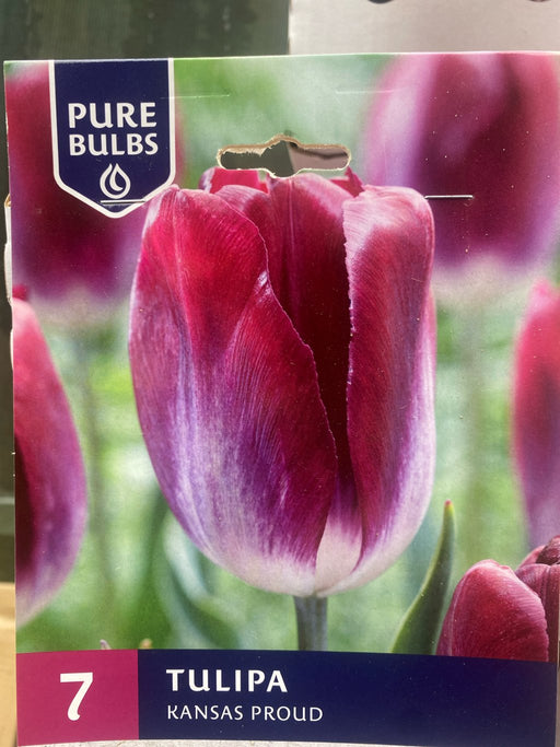 Tulipa 'Kansas Proud'