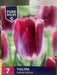 Tulipa 'Kansas Proud'