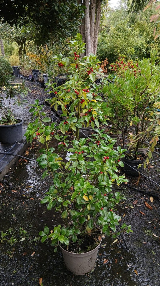 Ilex meserv. Heckenfee