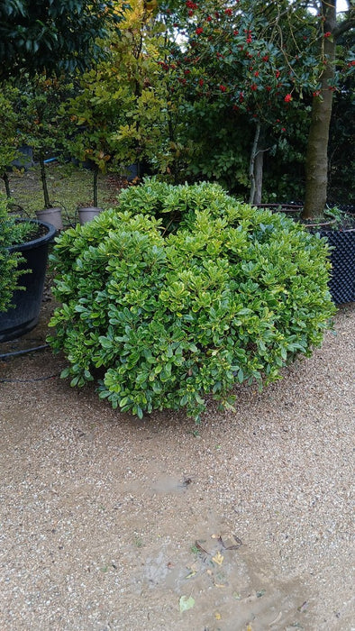 Pittosporum tobira 'Nanum'