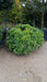 Pittosporum tobira 'Nanum'