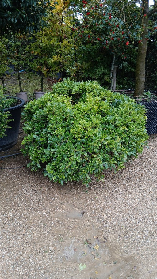 Pittosporum tobira 'Nanum'