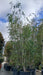 Betula pubescens (Downy Birch)