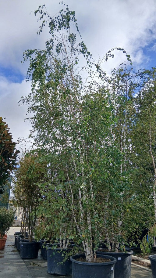 Betula pubescens (Downy Birch)