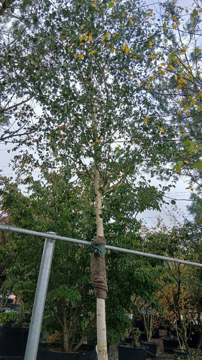 Betula utilis 'Doorenbos' (Himalayan Birch)