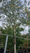 Betula utilis 'Doorenbos' (Himalayan Birch)