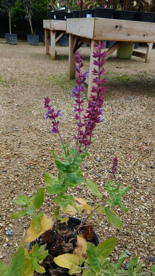 Salvia nemorosa 'Ostfriesland'