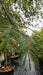 Acacia dealbata (Mimosa)