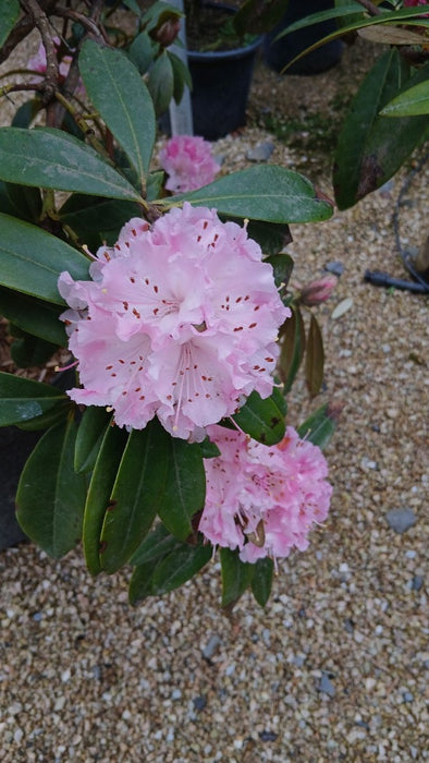 Rhododendron 'Christmas Cheer'