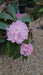 Rhododendron 'Christmas Cheer'