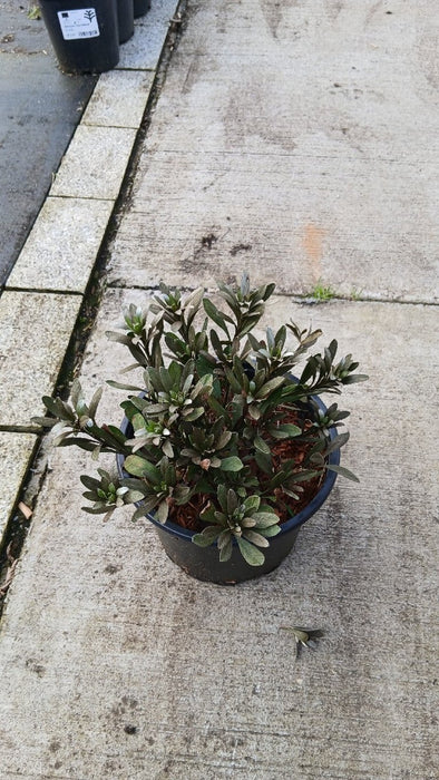 Convolvulus cneorum (Silver Bush)