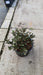 Convolvulus cneorum (Silver Bush)