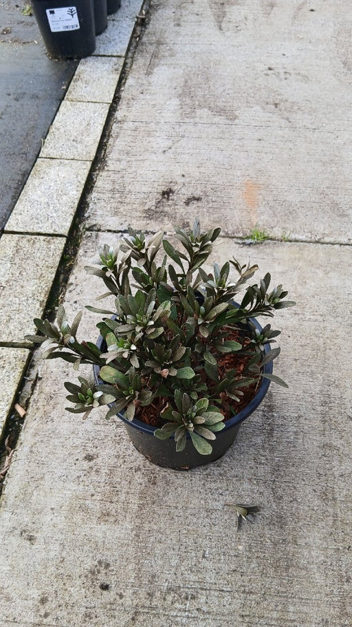 Convolvulus cneorum (Silver Bush)
