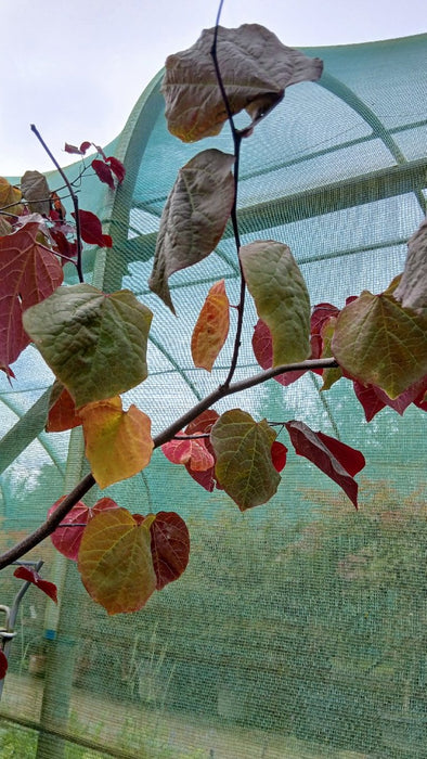 Cercis canadensis 'Forest Pansy'