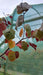 Cercis canadensis 'Forest Pansy'