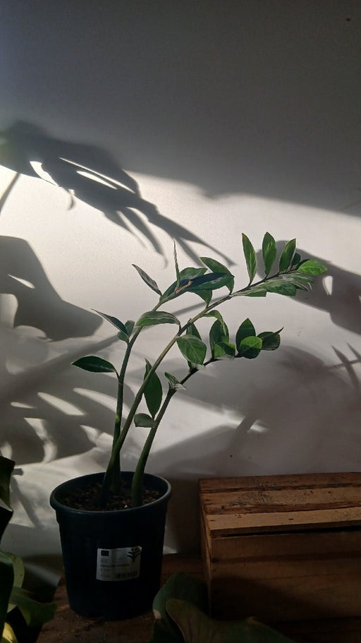 Zamioculcas zamiifolia (ZZ Plant)