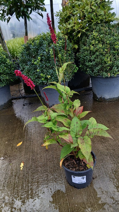 Persicaria amplexicaulis 'Bonfire'