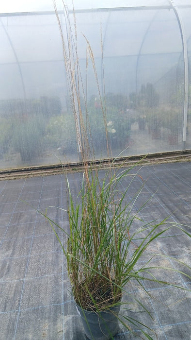 Calamagrostis 'Karl Foerster' (Feather Reed Grass)