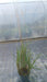 Calamagrostis 'Karl Foerster' (Feather Reed Grass)