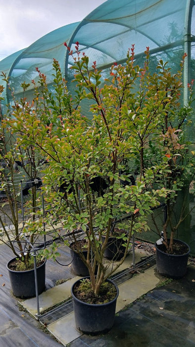 Lagerstroemia indica 'Rosea Nova'