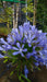 Agapanthus 'Umbellatus Blue'