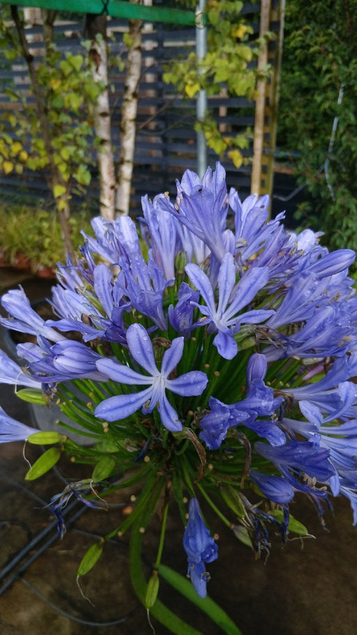 Agapanthus 'Umbellatus Blue'
