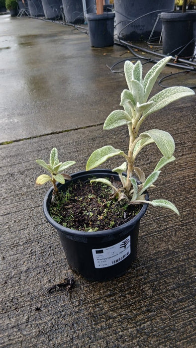 Stachys byzantina 'Silver Carpet' (Lamb's Ear)