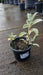 Stachys byzantina 'Silver Carpet' (Lamb's Ear)