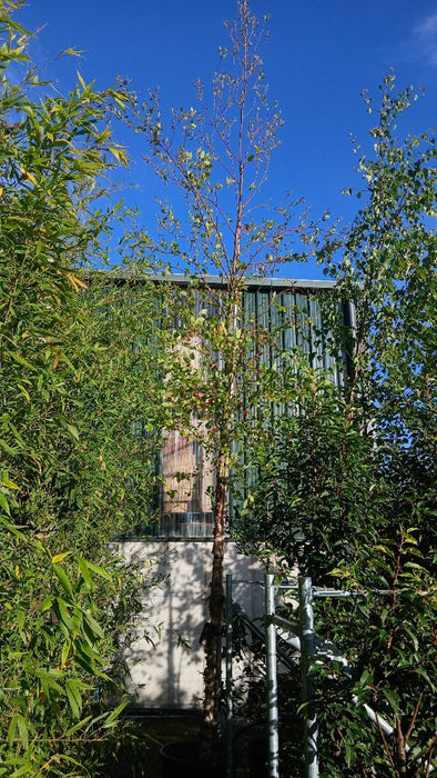 Betula nigra (River Birch)