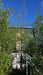Betula nigra (River Birch)