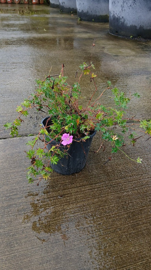 Geranium sang. 'Max Frei'