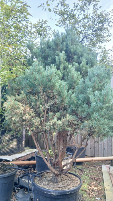 Pinus sylvestris 'Watereri' (Scots Pine)