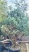 Pinus sylvestris 'Watereri' (Scots Pine)