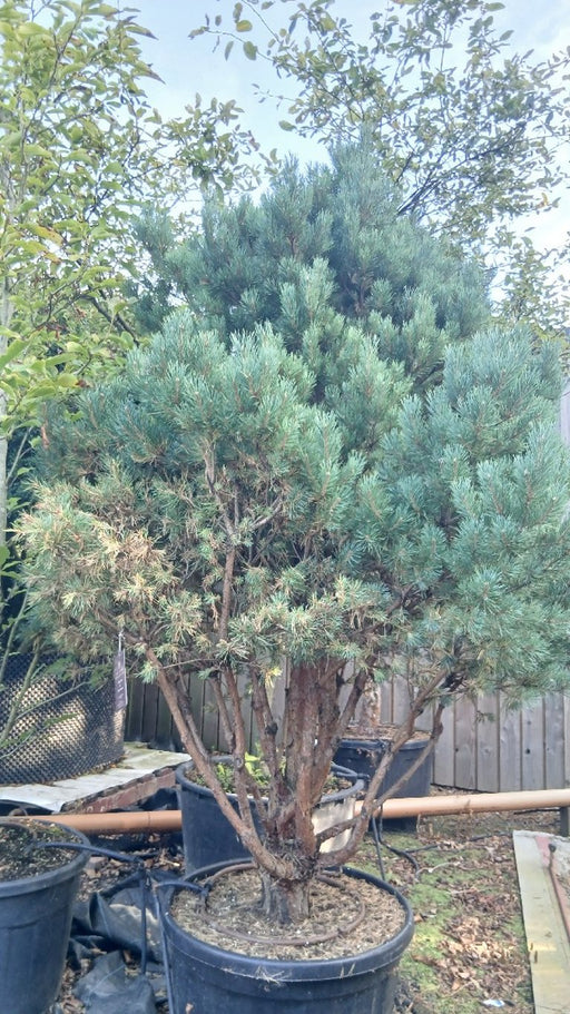 Pinus sylvestris 'Watereri' (Scots Pine)