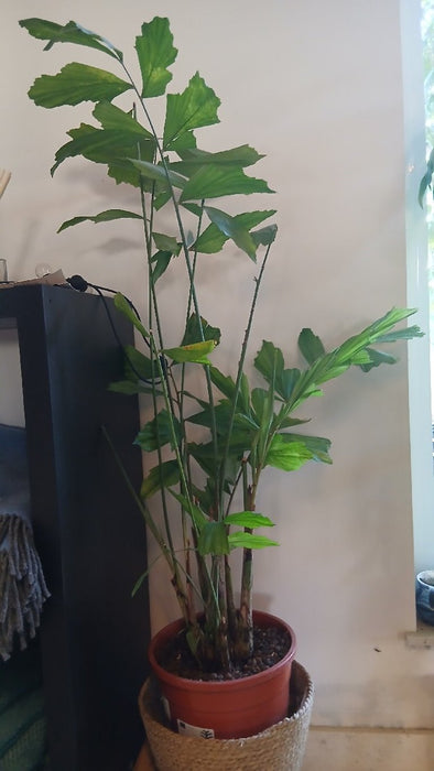 Caryota mitis (Fishtail Palm)