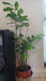 Caryota mitis (Fishtail Palm)
