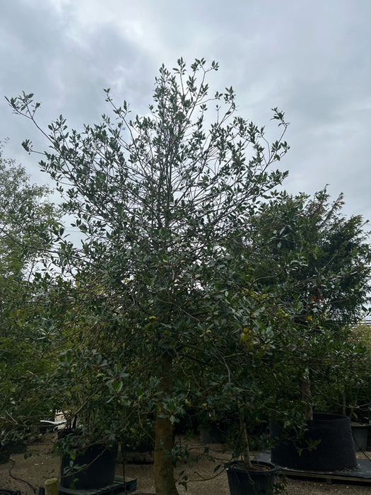 Ilex aquifolium