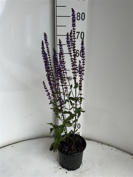 Salvia nemorosa 'Caradonna'