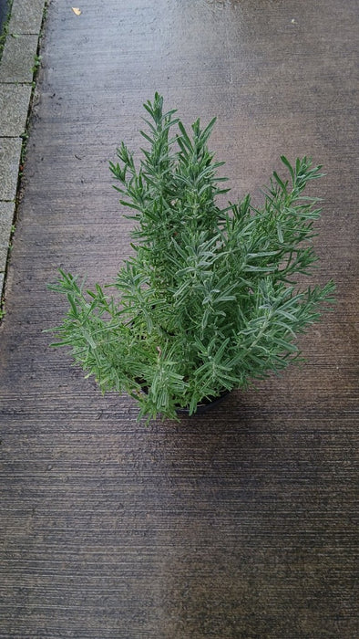Lavandula angustifolia 'Hidcote' (English Lavender)