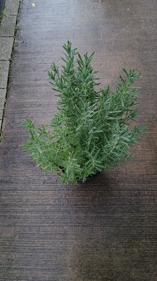 Lavandula angustifolia 'Hidcote' (English Lavender)