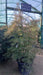Acer palmatum 'Emerald Lace'