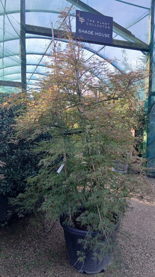 Acer palmatum 'Emerald Lace'